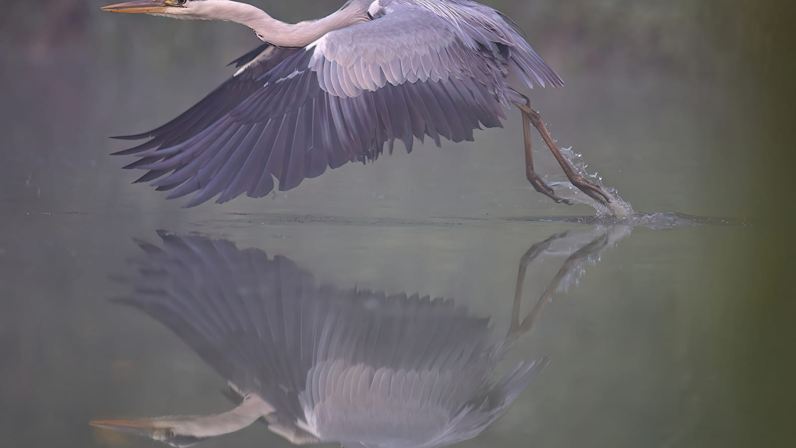 EXPOSITION PHOTO FAUNE SAUVAGE - PIERRE-CHARLES DUGARREAU