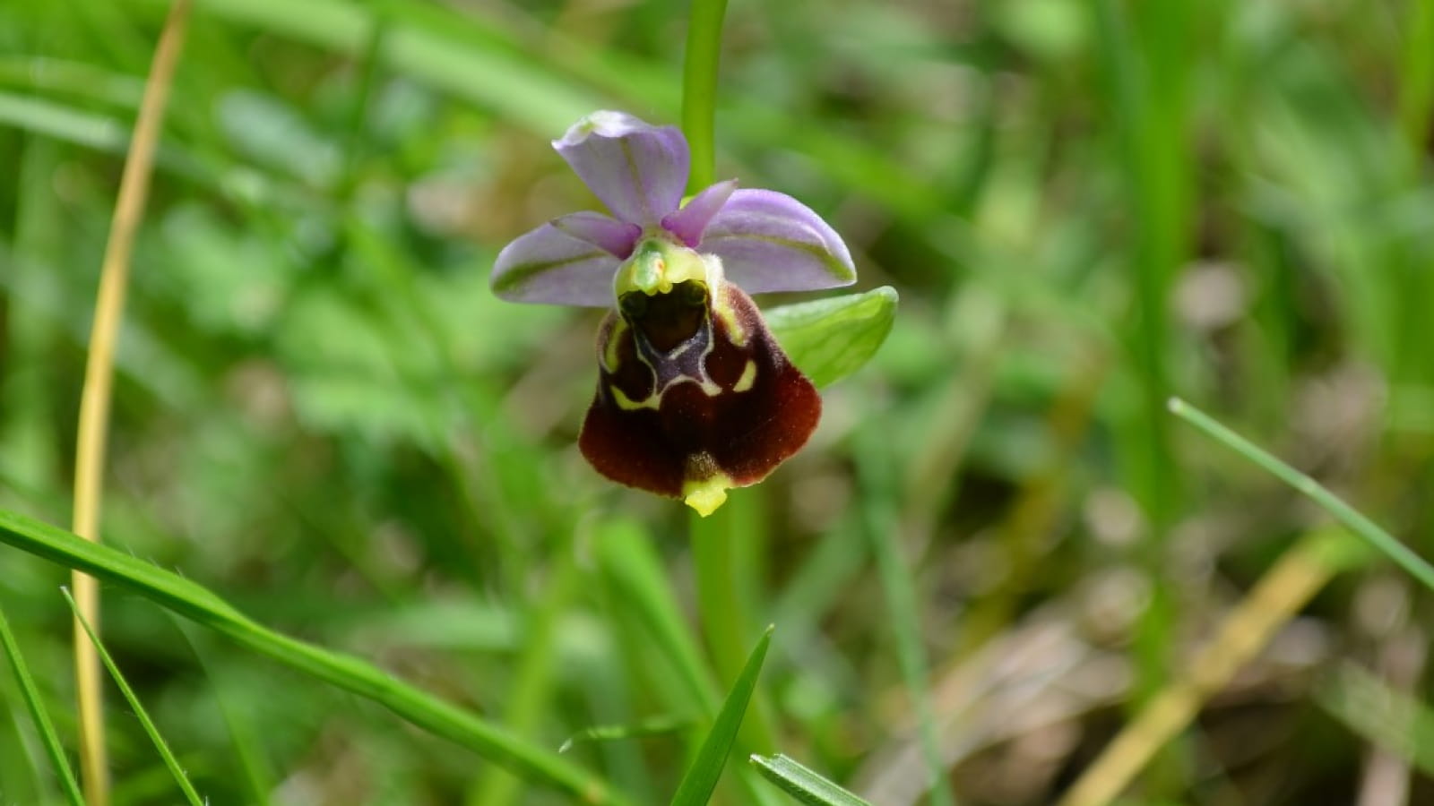 Les orchidées sauvages - ENS2024 - sur réservation