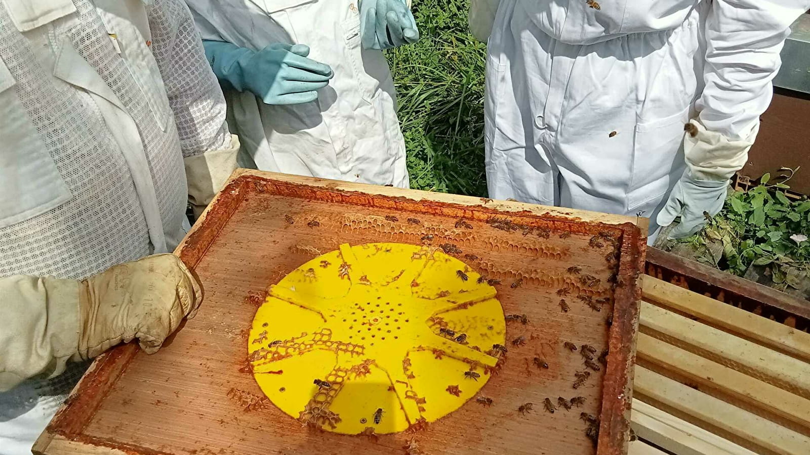 Visite de ruches et atelier Apiculture