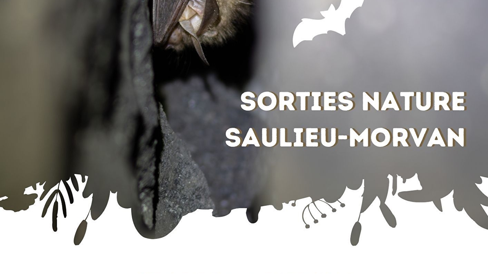 Sortie nature : Nuit de la chauve-souris à Champeau-en-Morvan