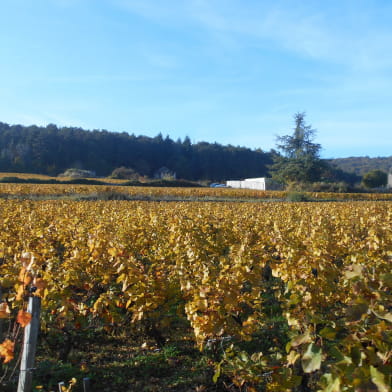 Rando VTT des Vignes 'Côte de Nuits' 