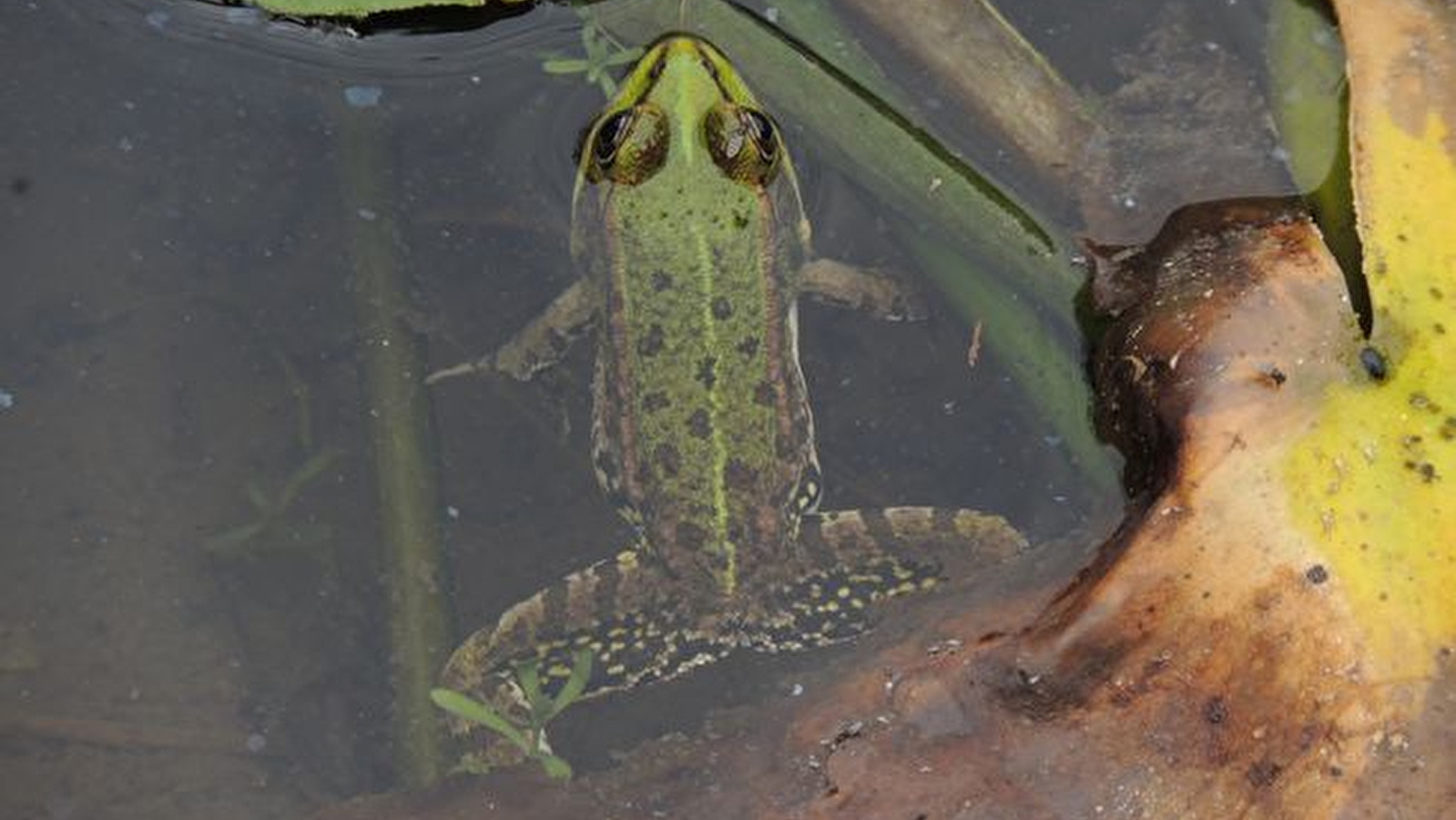 Le rendez-vous des métamorphoses_ENS2026