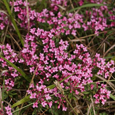 Randonnée : Les fleurs de printemps _ENS2026 'sur réservation'
