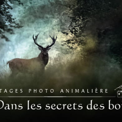 Dans les secrets des bois