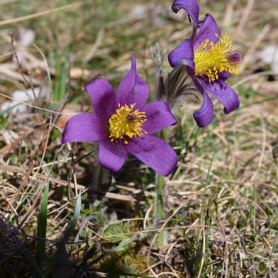 Randonnée : Les fleurs de printemps ENS2024 - sur réservation