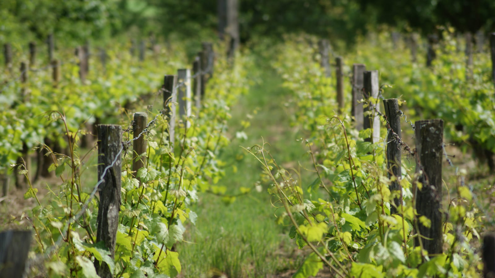 EARL Domaine Bonnardot Père et Fils