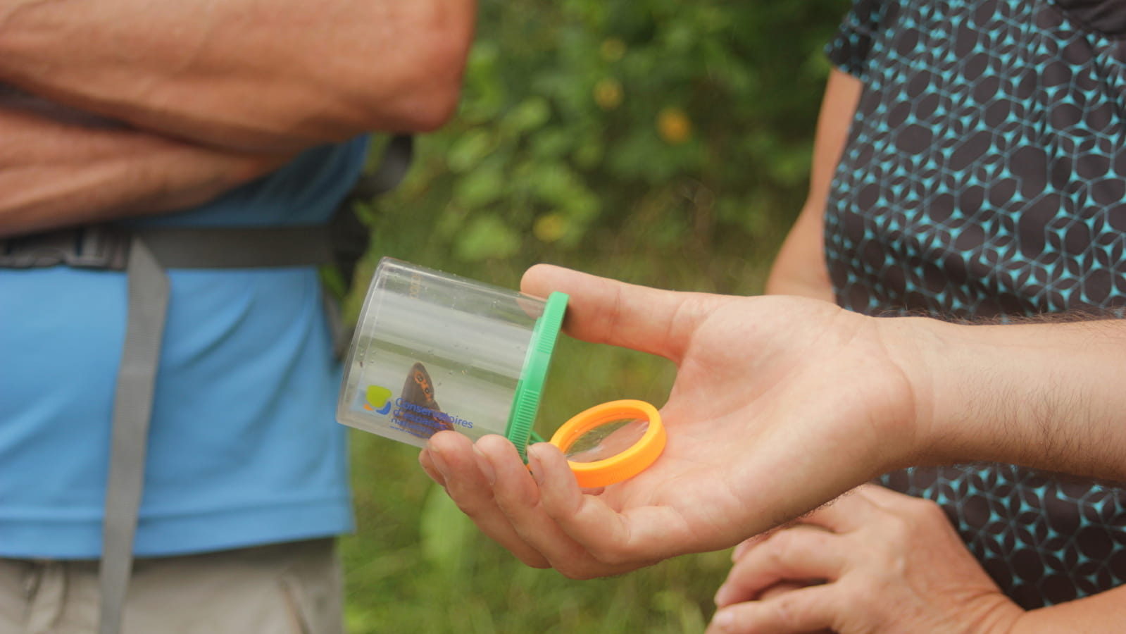 Le petit monde des insectes