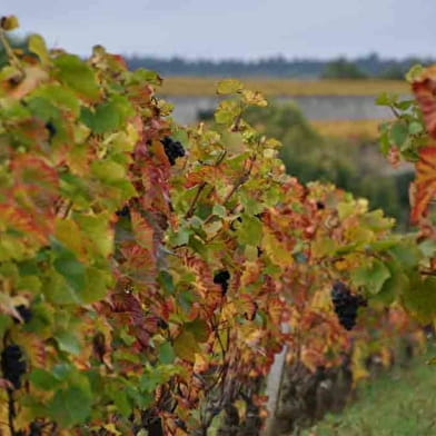 Circuit privatisé 1/2 journée - Côte de Nuits, Au paradis du Pinot noir - Après-midi