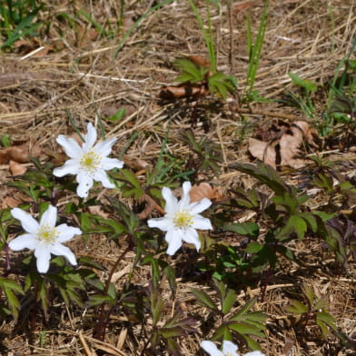 Randonnée : Les fleurs de printemps ENS2024 - sur réservation