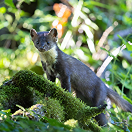 Randonnée : Approche matinale de la faune forestière ENS2026 - sur réservation - LEUGLAY