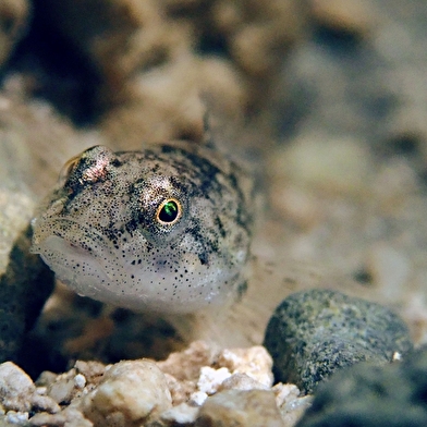L'eau, ça grouille de vie au Parc national de forêts