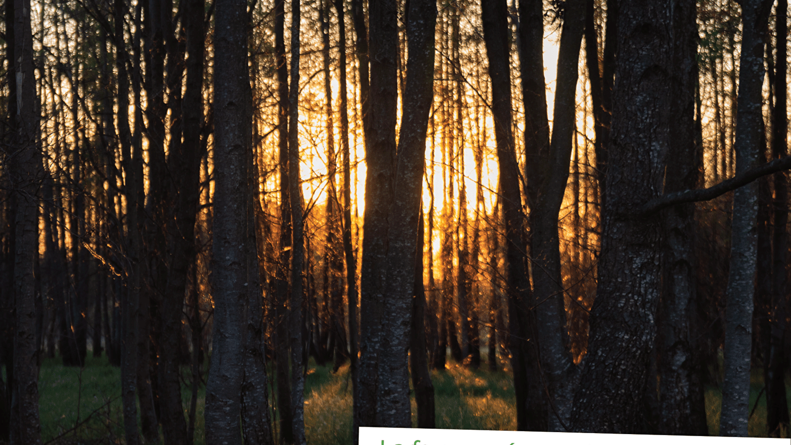 Sortie Nature : la faune crépusculaire et nocturne