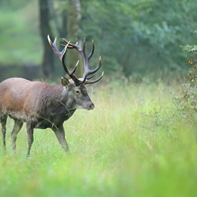 EXPOSITION PHOTO FAUNE SAUVAGE - PIERRE-CHARLES DUGARREAU