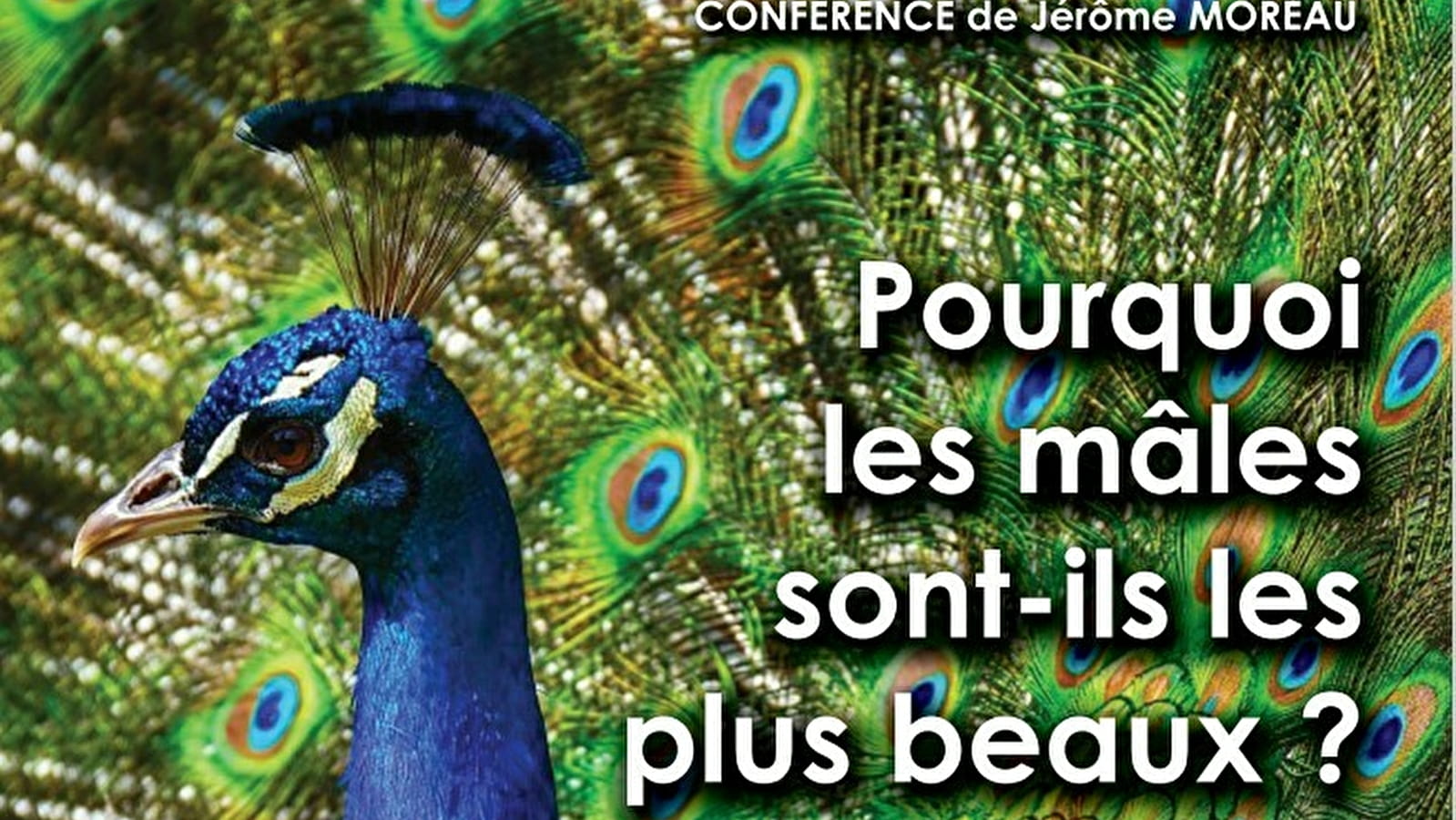Conférence « Pourquoi les mâles sont-ils les plus beaux ? »