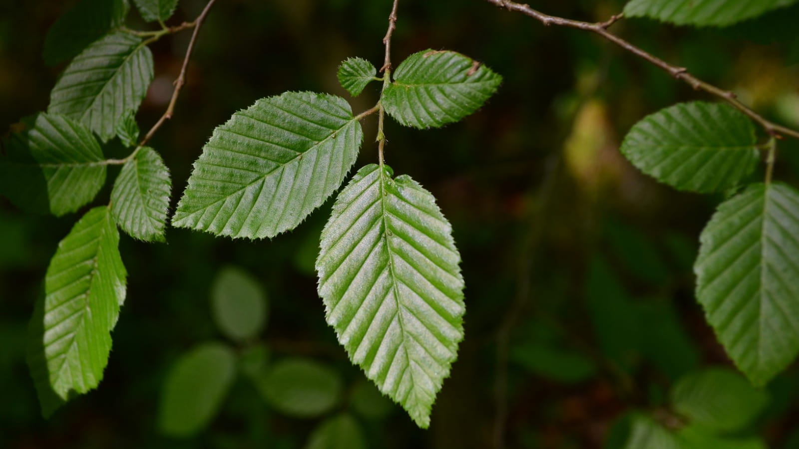 Randonnée : quel est donc cet arbre ? ENS2024 - sur réservation