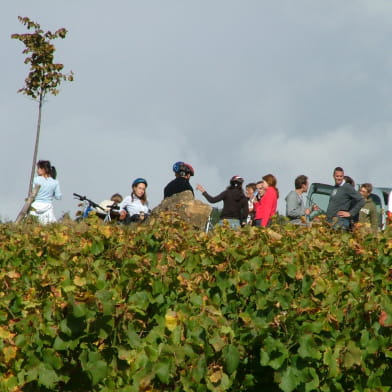 Société Vin et Terroirs / marque Wine and Tours