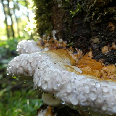Sortie champignons - ENS2024 - sur réservation