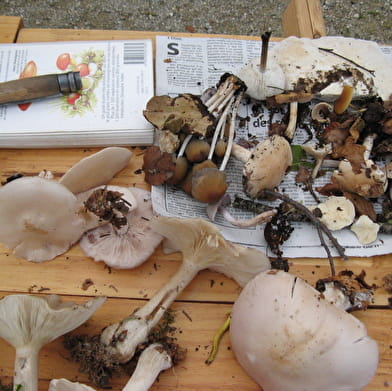Sortie champignons - ENS2024 - sur réservation