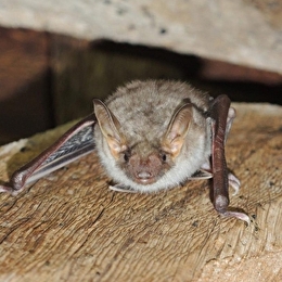 A la découverte des chauves-souris ENS2025 - TALMAY