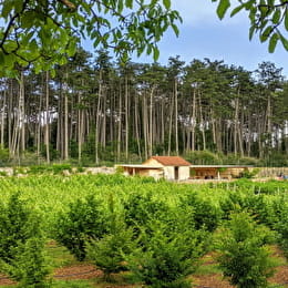 Balade, découverte et dégustation dans un Clos Bourguignon : le Clos de la Belle Châtelaine  - BEAUNE