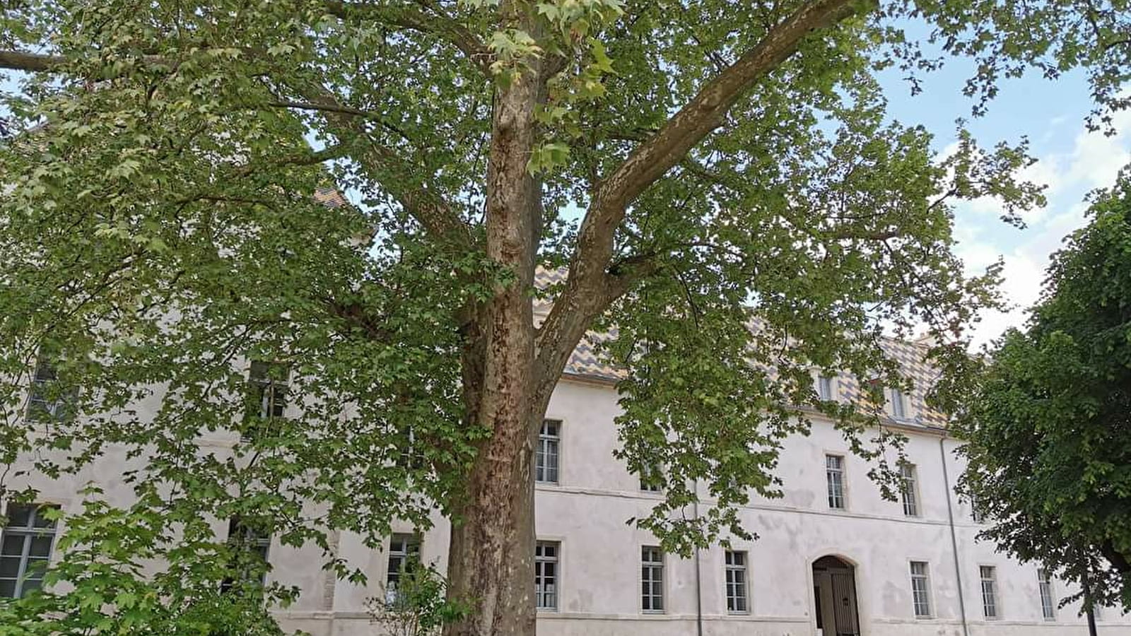 Des arbres en mai à vélo
