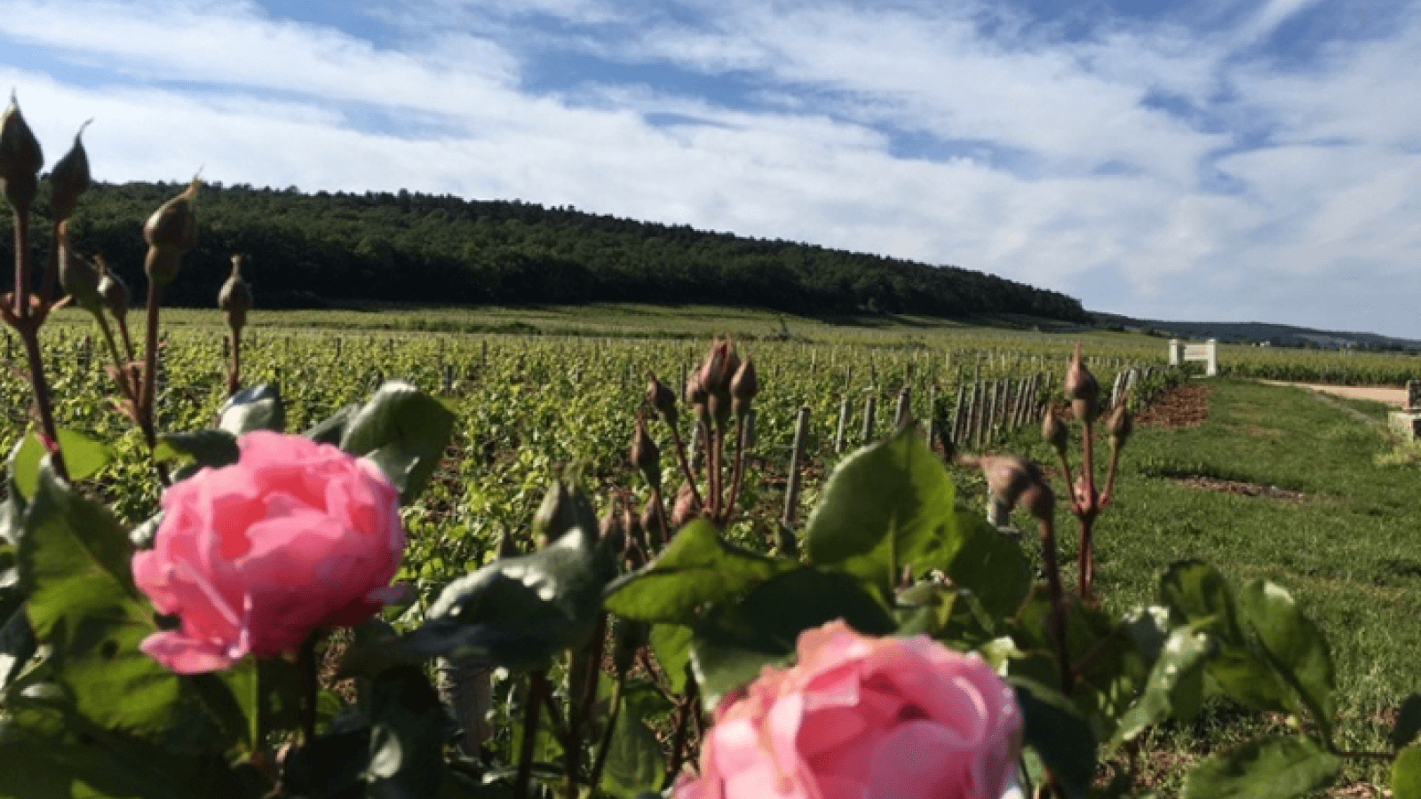 Découverte en 2CV des vignobles de la côte de Beaune
