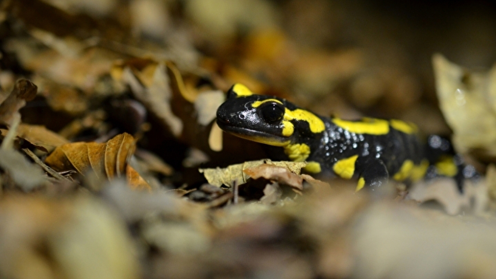 Sortie découverte et inventaire des amphibiens (Groupe Jeunes LPO)