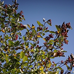 découverte 'Baies sauvages' ENS2026 - sur réservation - LEUGLAY