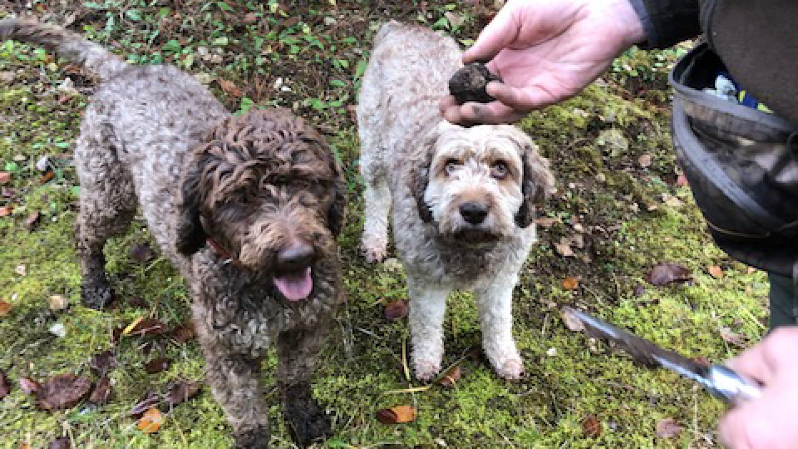 Sur le chemin de la truffe de Bourgogne