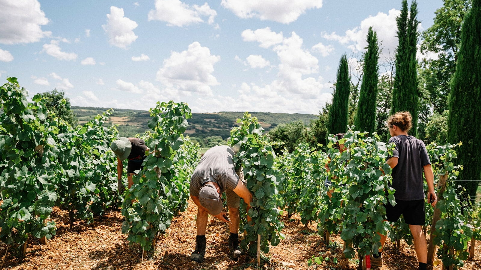 Expérience Vendanges 2025 au Château de la Crée