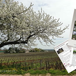 Côte de Nuits au Grand Jour - Visite découverte lecture - NUITS-SAINT-GEORGES