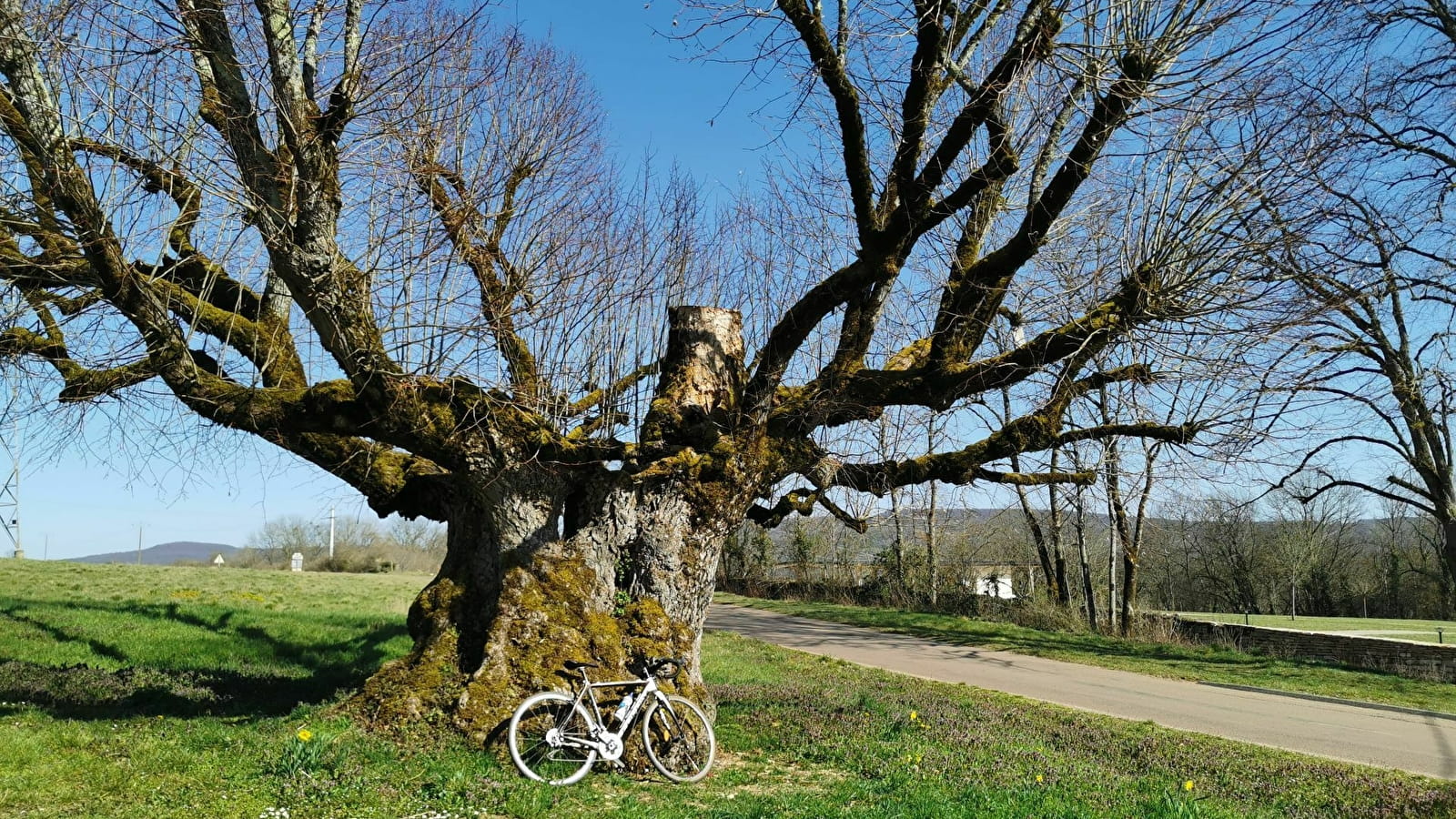 Des arbres en mai à vélo