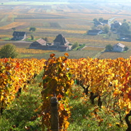Bourgogne Authentique - DIJON