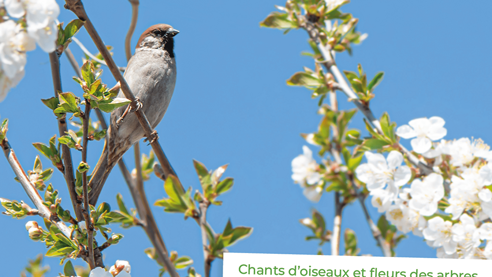 Sortie Nature : Chants d'oiseaux et fleurs des arbres