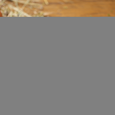 Parenthèse Vigneronne - Groupe