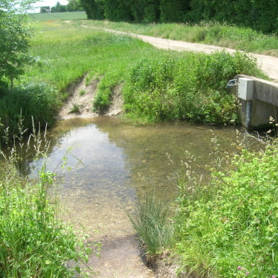 Balades naturalistes gratuites sur la nappe de Dijon Sud  et de la Cent Fonts - Parcours 1 (Fénay-Saulon-la-Rue) - ENS2024