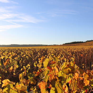 OeNolay tour - Cœur des Hautes Côtes de Beaune