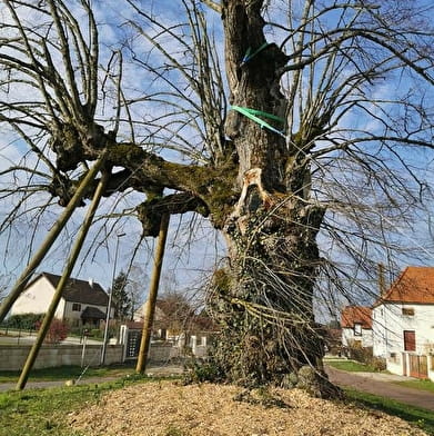 Des arbres en mai à vélo