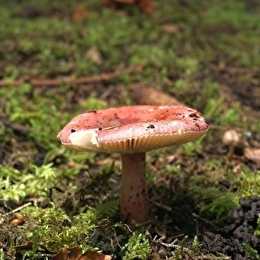 Sortie champignons _ENS2025 'sur réservation' - LEUGLAY