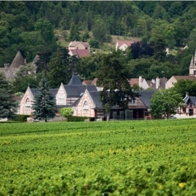 Beaune Tourisme : Visite Dégustation & Mâchon dans un domaine viticole 