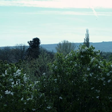 Domaine René Martin