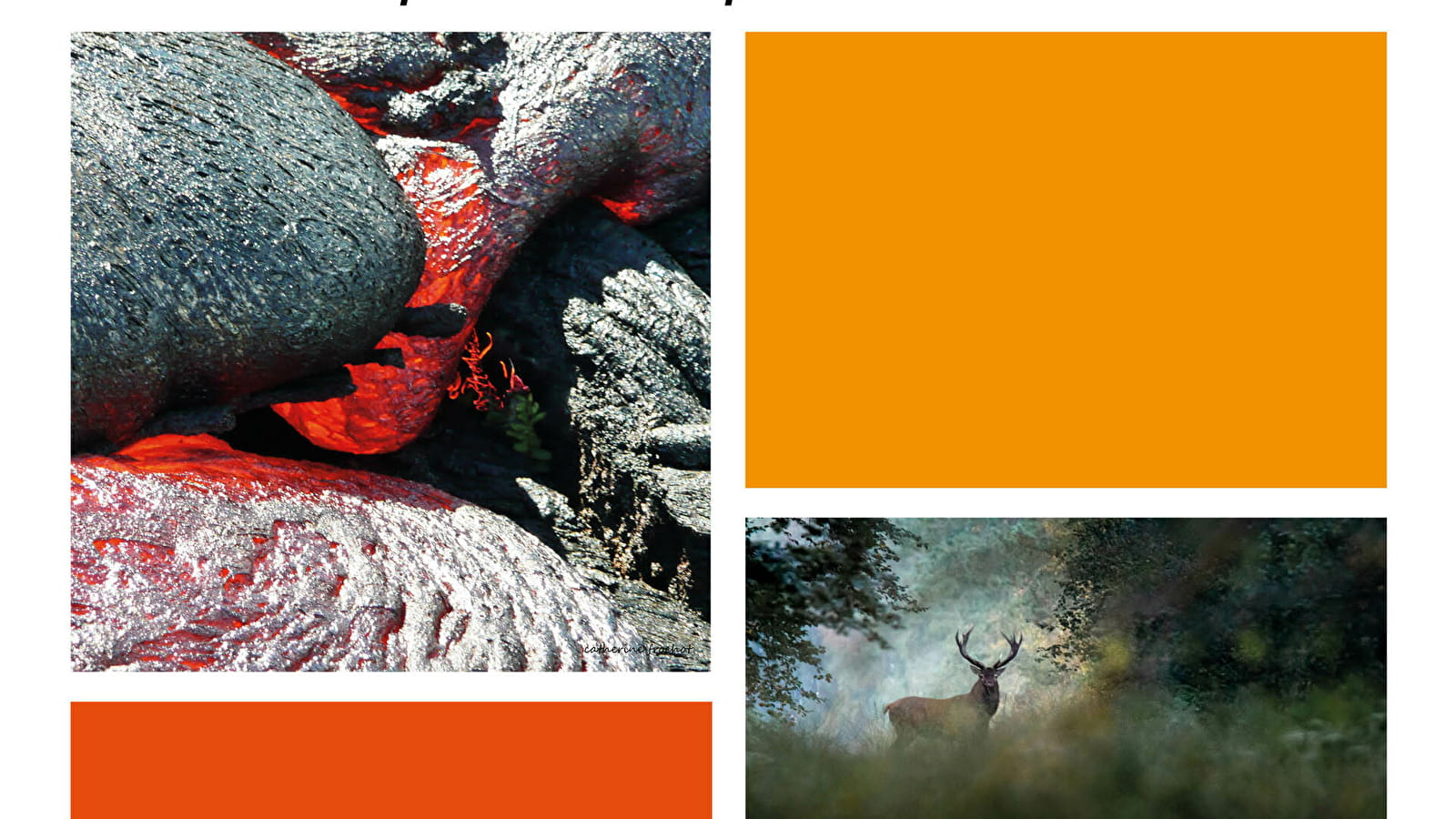 Exposition : C. et V. FROCHOT, 'Couleurs volcans' & 'Dans le secret des bois'
