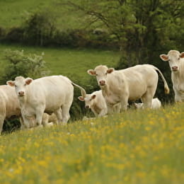 La Ferme de sous la Velle - BEUREY-BAUGUAY