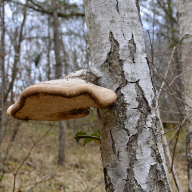 Sortie champignons - ENS2023