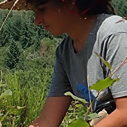 Silènes, graines du Morvan - SAULIEU