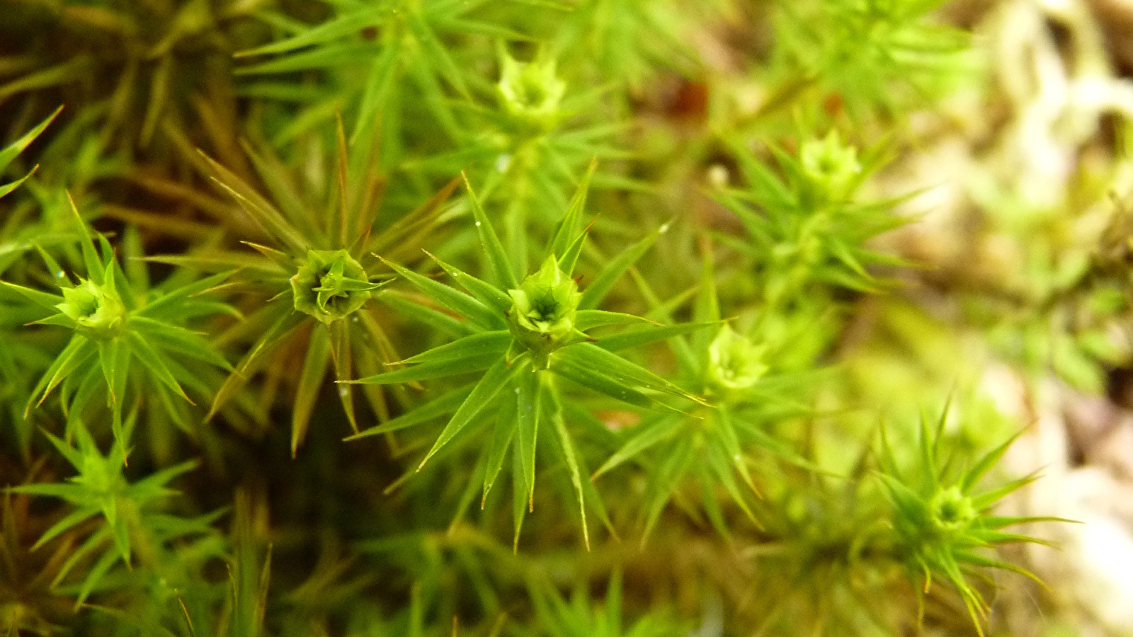 Initiation aux bryophytes_ENS 2025