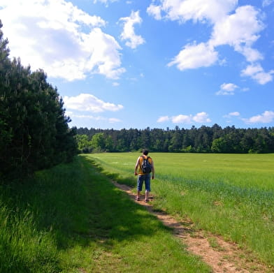 Sortie Nature - Papillons et flore en combe Marcevaux