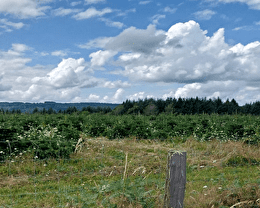 Entre prairies et forêts - la boucle des sapins de Noël -  ENS21 - CHAMPEAU-EN-MORVAN