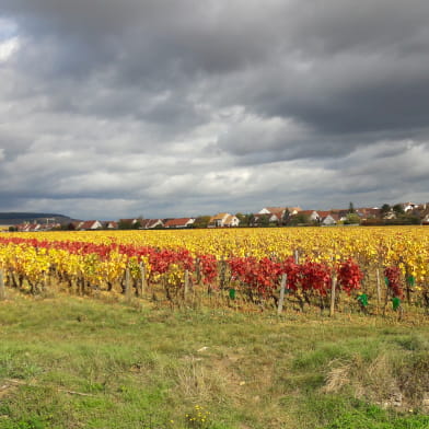 Journée guidée dans les vignes en Côte de Nuits