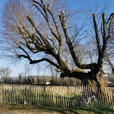 Des arbres en mai à vélo